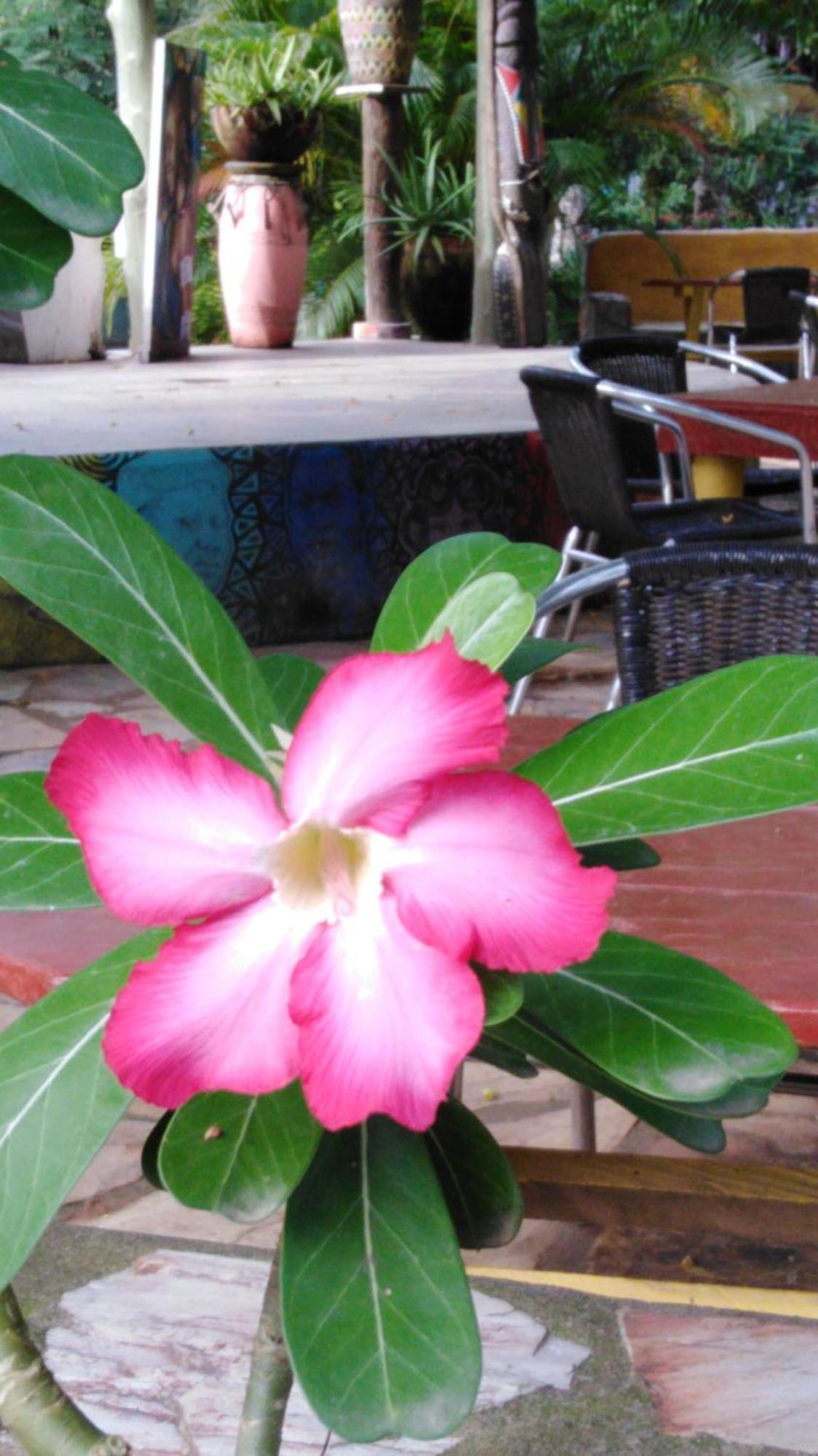 Kokrobite Gardens Restaurant And Guest House 外观 照片